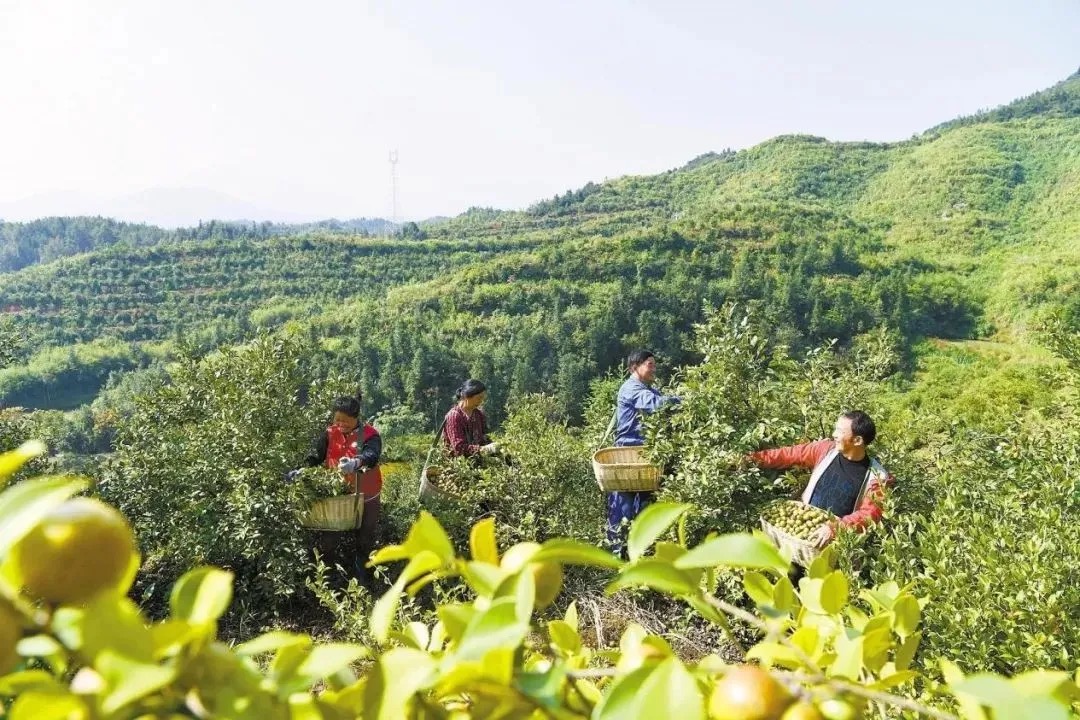 大別山3.jpeg 大別山3.jpeg